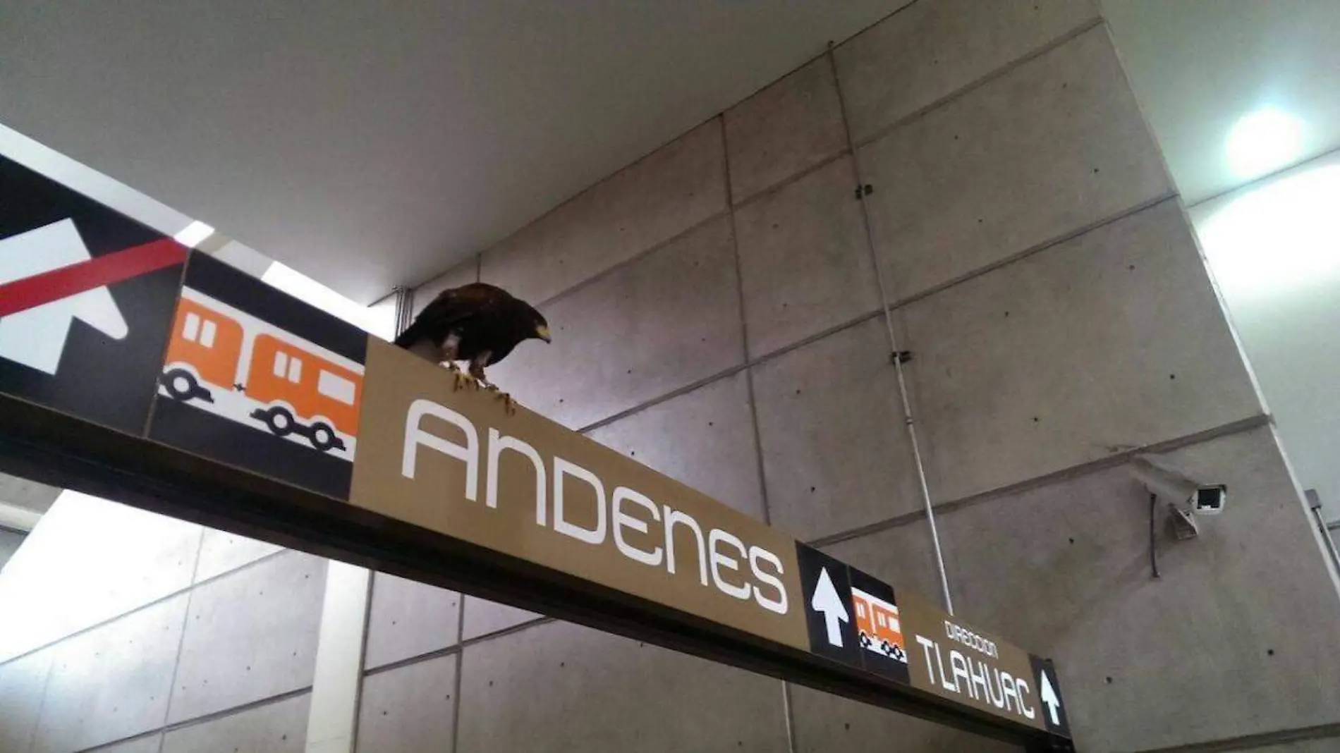 Águila metro